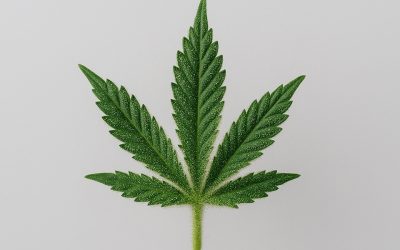 Exploring the Unique Qualities of the Glitter Bomb Strain