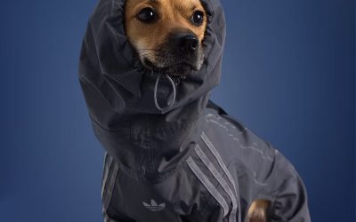 adidas Expands Its Pet Collection with New Fall Essentials