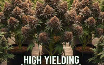 High Yielding Cannabis Strains: When Size Actually Matters