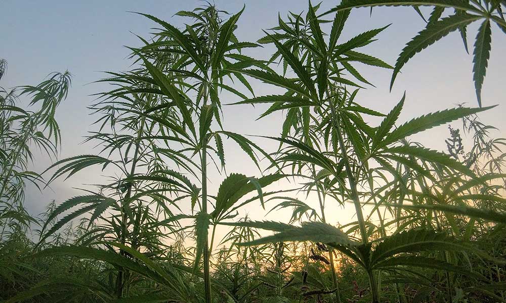 New Legislation Bans Hemp-Derived THC