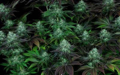 Dark Star: This Soothing Strain Will Melt Away Your Tension