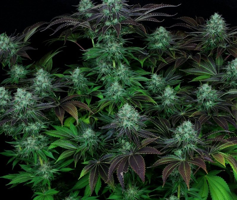 Dark Star: This Soothing Strain Will Melt Away Your Tension