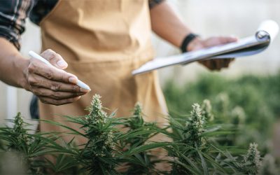 InTrack CFO Delivers Trusted Financial Services for Cannabis Businesses
