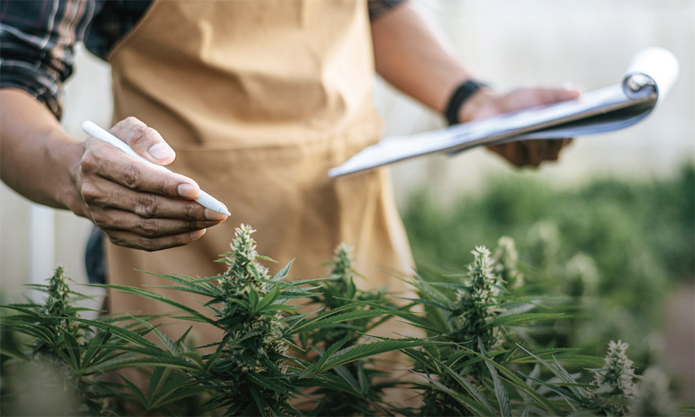 InTrack CFO Delivers Trusted Financial Services for Cannabis Businesses