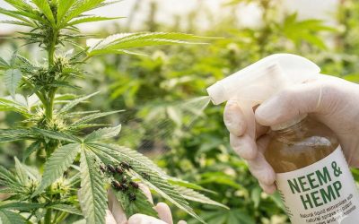 Cannabis as an Insecticide? – Can Mary Jane Help Keep Deadly Insects Away?