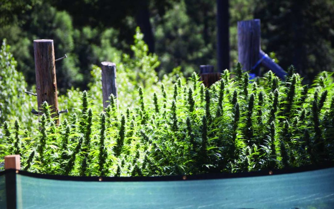 Re-Coup Winter Costs: Grow Outdoor