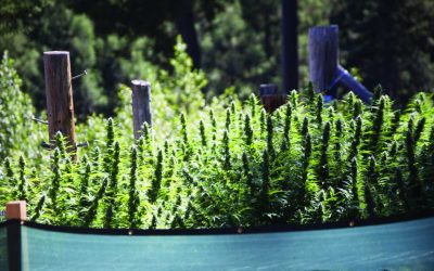 Re-Coup Winter Costs: Grow Outdoor