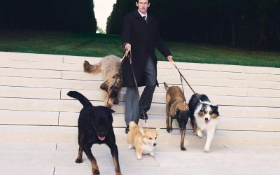 Louis Vuitton Unveils 2026 Dog Accessories Collection With New Travel Items