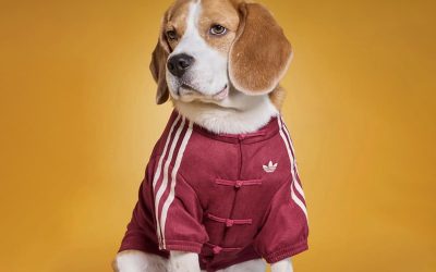 adidas Brings Its Viral Chinese-Style Track Jacket Into the New Pets Collection
