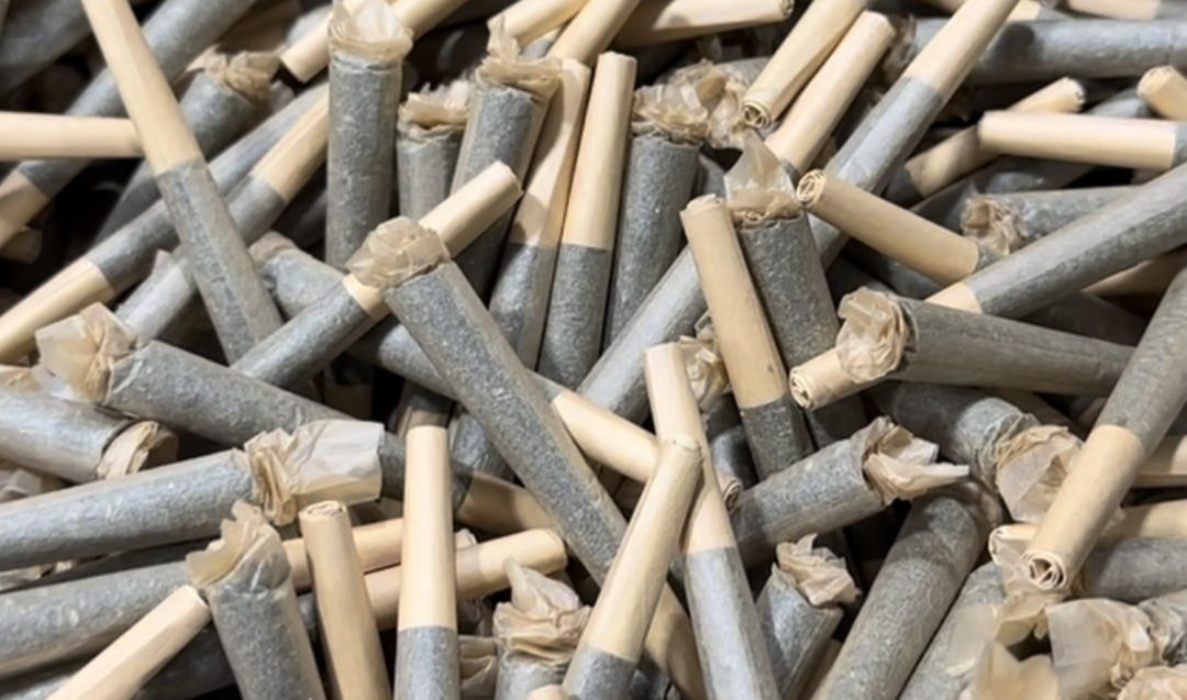 Xylem Robotics’ Automated Innovations Improve Cannabis Tech