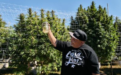 Inside Humboldt Seed Company’s 2025 Pheno Hunt for Washers