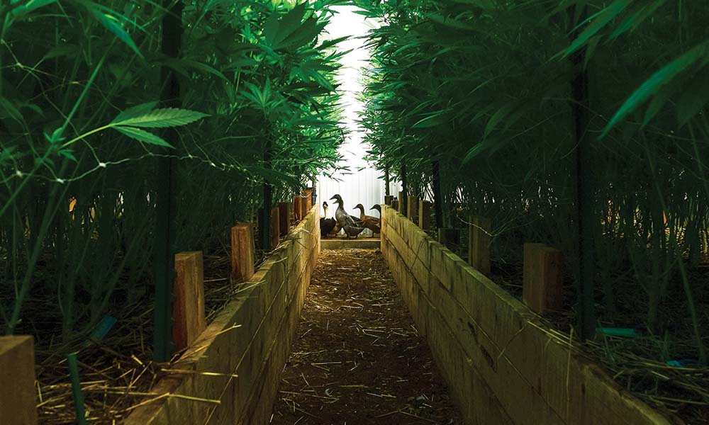 Edun: Bringing Craft Back To Cannabis