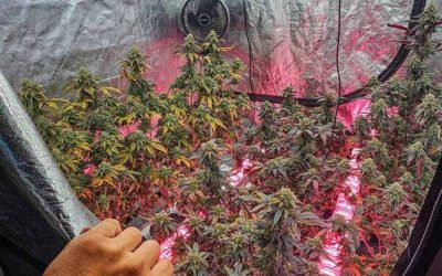 Homegrow: Let’s Do This!