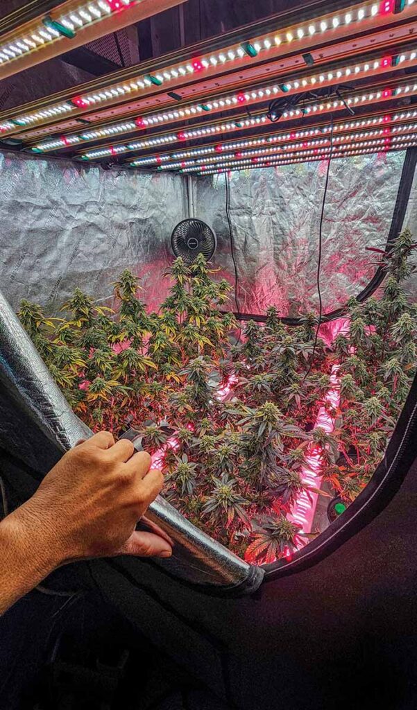 Homegrow: Let’s Do This!