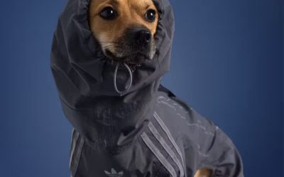 The adidas Pet Fall 2025 Collection To Release in Japan