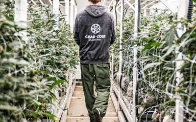 Cultivation’s Biggest Risk Isn’t the Crop—It’s the Build