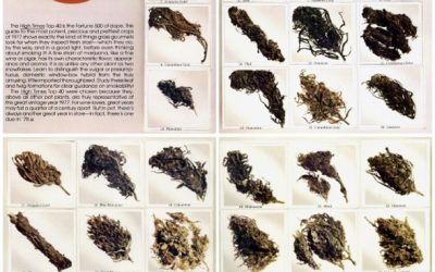 From Ditch Weed to Dank: The Lost World of 1977 Cannabis and Why It Still Matters