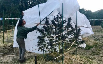 How to Harvest Sungrown Cannabis