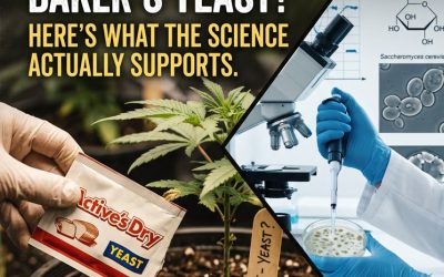 Should You Be Feeding Your Cannabis Plants Baker’s Yeast? Here’s What the Science Actually Supports