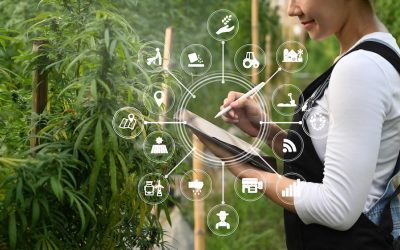 Why Cannabis Banking Still Isn’t Easy—and How One Credit Union Is Filling the Gap