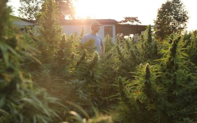 “One Plant” Delivers A Punch