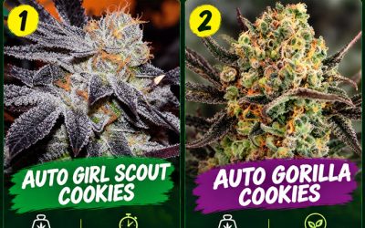 Best Cookies Autoflower: Auto Girl Scout Cookies vs Auto Gorilla Cookies